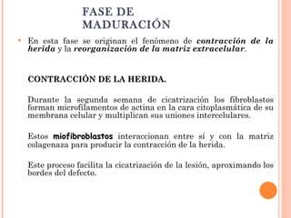 FASE DE MADURACIÓN En esta fase se originan el fenómeno de  contracción de la herida  y la  reorganización de la matriz extracelular .  CONTRACCIÓN DE LA HERIDA.   Durante la segunda semana de cicatrización los fibroblastos forman microfilamentos de actina en la cara citoplasmática de su membrana celular y multiplican sus uniones intercelulares.  Estos  miofibroblastos  interaccionan entre sí y con la matriz colagenaza para producir la contracción de la herida.  Este proceso facilita la cicatrización de la lesión, aproximando los bordes del defecto.  