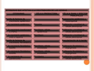 CITOQUINAS QUE AFECTAN A LA CICATRIZACIÓN DE LAS HERIDAS CITOQUINAS  CÉLULA PRODUCTORA  CÉLULA DIANA Y EFECTOS PRINCIPALES  Familia de factores de crecimiento epidérmico      Regeneración epidérmica y mesenquimal  F. de crecimiento epidérmico  Plaquetas  Proliferación y movilidad de células pleiotrópicas  F. de crecimiento transformante    (TGF  )   Macrófagos, células epidérmicas  Proliferación y movilidad de células pleiotrópicas  F. de crecimiento epidérmico unido a heparina  Macrófagos  Proliferación y movilidad de células pleiotrópicas  Familia de factores de crecimiento fibroblástico      Vascularización de la herida  F. de crecimiento fibroblástico basófilo  Macrófagos, células endoteliales  Proliferación fibroblástica y angiogénesis  F. de crecimiento fibroblástico acidófilo  Macrófagos, células endoteliales  Proliferación fibroblástica y angiogénesis  F. de crecimiento de queratinocitos  Fibroblastos  Proliferación y motilidad de las células epidérmicas  