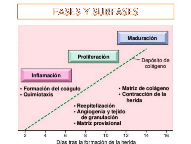 HERIDAS - PROCESO DE CICATRIZACIÓN HERIDAS - PROCESO DE CICATRIZACIÓN