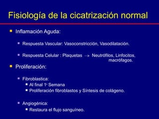  Inflamación Aguda:
 Respuesta Vascular: Vasoconstricción, Vasodilatación.
 Respuesta Celular : Plaquetas Neutrófilos, Linfocitos,
macrófagos.
 Proliferación:
 Fibroblastica:
 Al final 1a
Semana
 Proliferación fibroblastos y Síntesis de colágeno.
 Angiogénica:
 Restaura el flujo sanguíneo.
Fisiología de la cicatrización normal
 