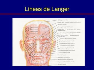 Líneas de Langer
 