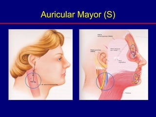Auricular Mayor (S)
 