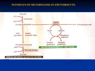 PATHWAYS OF METABOLOSM IN ERYTHROCYTE
 