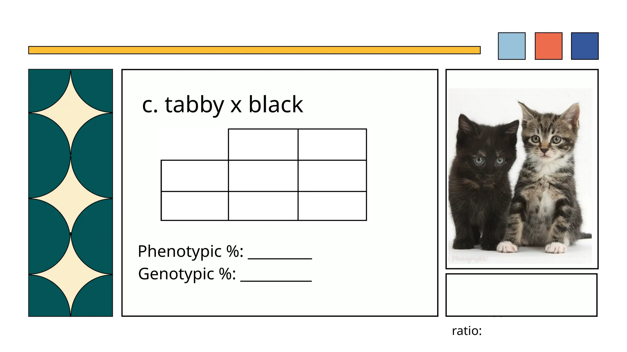 Genotypic ratio:
Phenotypic
ratio:
c. tabby x black
Phenotypic %: _________
Genotypic %: __________
 
