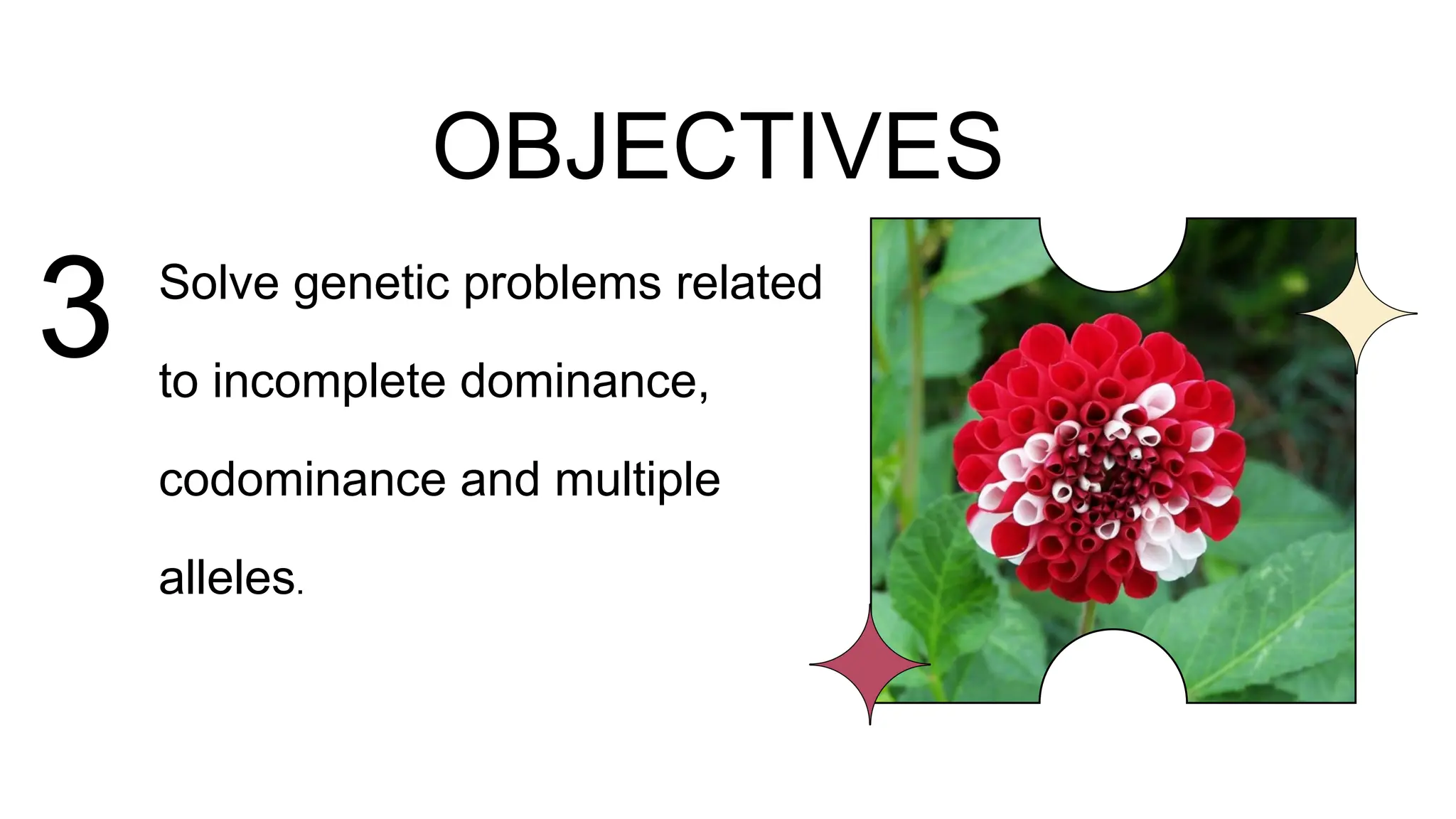 OBJECTIVES
3 Solve genetic problems related
to incomplete dominance,
codominance and multiple
alleles.
 