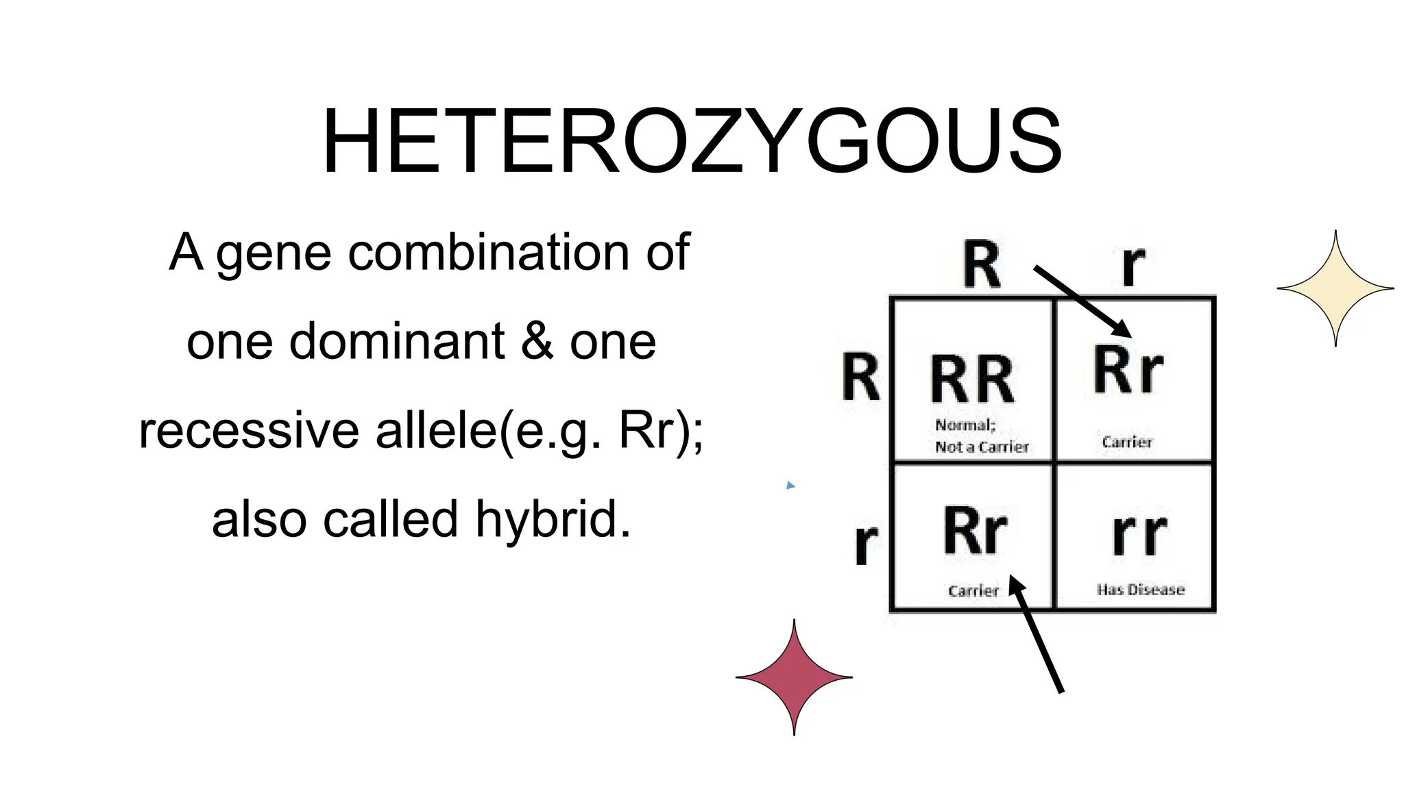HETEROZYGOUS
A gene combination of
one dominant & one
recessive allele(e.g. Rr);
also called hybrid.
 