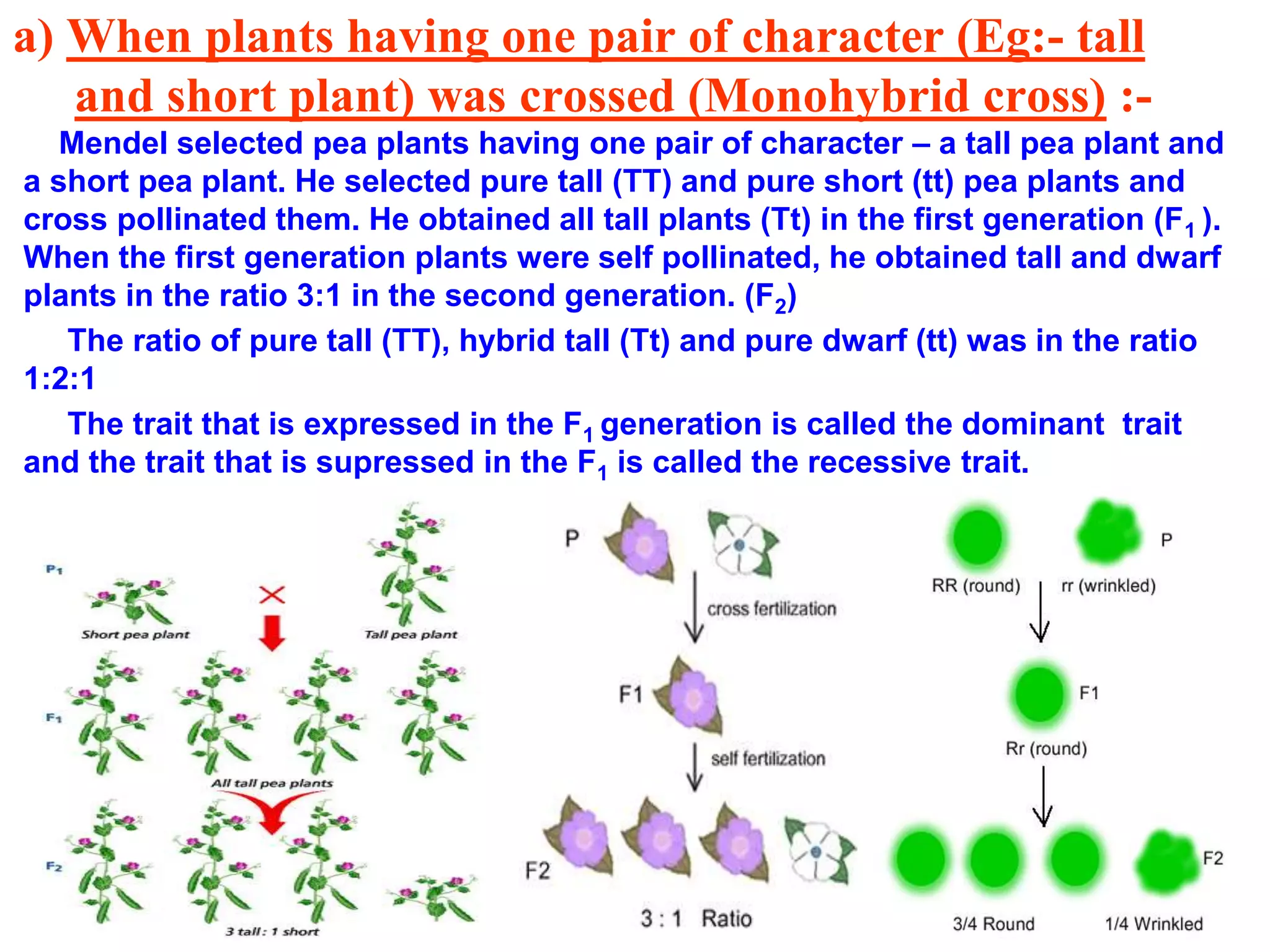a) When plants having one pair of character (Eg:- tall
and short plant) was crossed (Monohybrid cross) :-
Mendel selected pea plants having one pair of character – a tall pea plant and
a short pea plant. He selected pure tall (TT) and pure short (tt) pea plants and
cross pollinated them. He obtained all tall plants (Tt) in the first generation (F1 ).
When the first generation plants were self pollinated, he obtained tall and dwarf
plants in the ratio 3:1 in the second generation. (F2)
The ratio of pure tall (TT), hybrid tall (Tt) and pure dwarf (tt) was in the ratio
1:2:1
The trait that is expressed in the F1 generation is called the dominant trait
and the trait that is supressed in the F1 is called the recessive trait.
 
