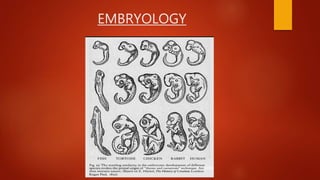 EMBRYOLOGY
 