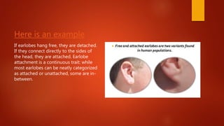 Here is an example
If earlobes hang free, they are detached.
If they connect directly to the sides of
the head, they are attached. Earlobe
attachment is a continuous trait: while
most earlobes can be neatly categorized
as attached or unattached, some are in-
between.
 