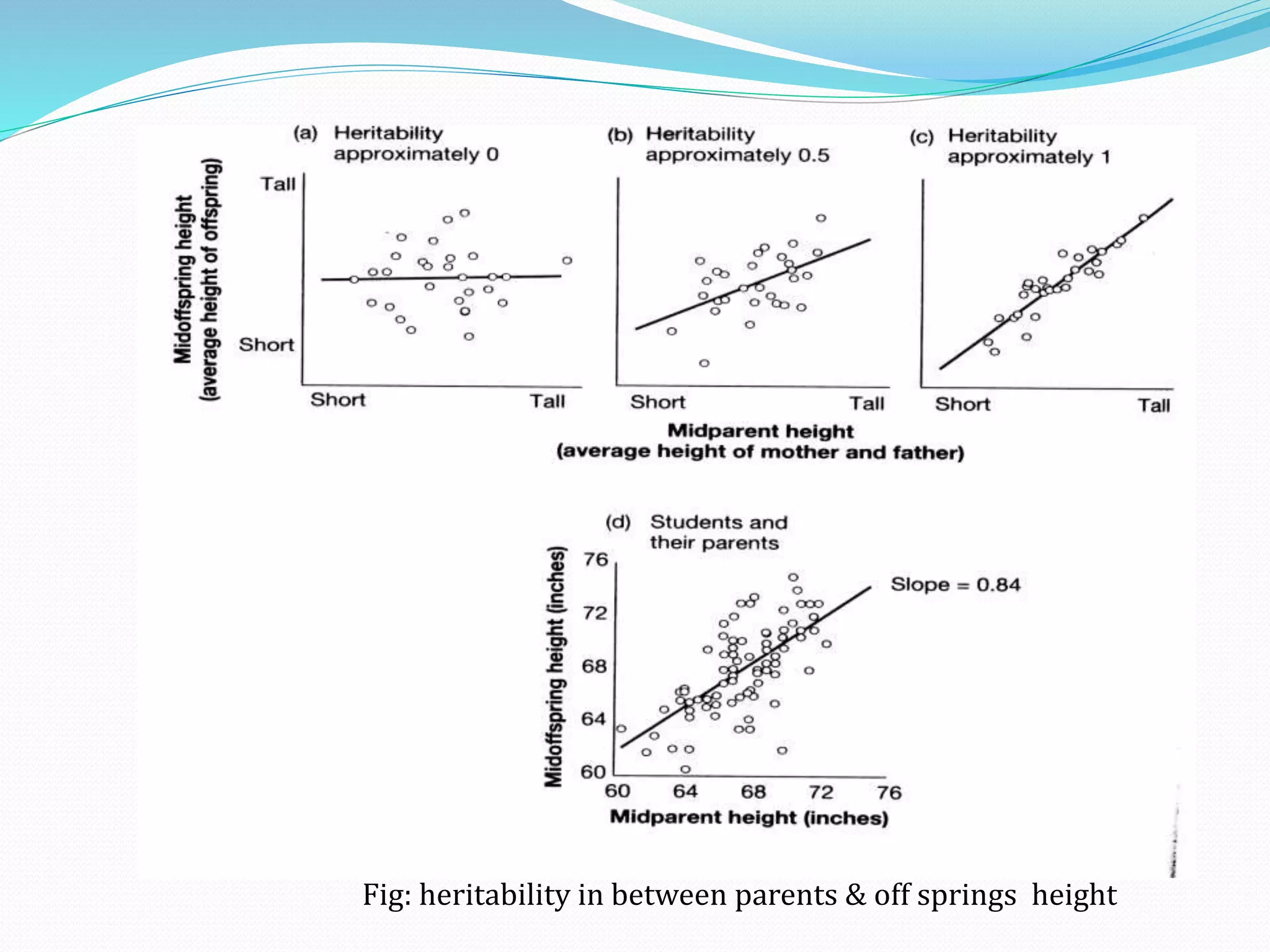 Fig: heritability in between parents & off springs height
 