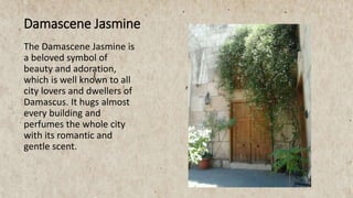 The Damascene Jasmine is
a beloved symbol of
beauty and adoration,
which is well known to all
city lovers and dwellers of
Damascus. It hugs almost
every building and
perfumes the whole city
with its romantic and
gentle scent.
Damascene Jasmine
 
