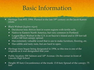 Basic Information
 Heritage Tree #35, 1994. Planted in the late 19th century on the Jacob Kamm
  estate.

 Black Walnut (Juglans nigra)
   Deciduous tree; thrives best in warm regions with fertile soils.
   Native to Eastern North America, but very common in Portland.
   Largest Black Walnut in the U.S. is on Sauvie’s Island and is 130 feet tall
     with a 140 foot canopy spread.
   Has extremely valuable wood that is use to make furniture, flooring, etc.
   Has edible and tasty nuts, but are hard to open.

 Heritage trees began being designated in 1994, so this tree is one of the
  originals as it was designated that year.

 Public location: SW Salmon and 14th Avenue. On the corner in front of
  Lincoln High School.

 Height: 85 feet; Circumference of the trunk: 13.8 feet; Spread of the canopy: 75
  feet
 
