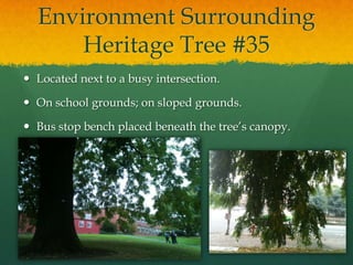 Environment Surrounding
      Heritage Tree #35
 Located next to a busy intersection.

 On school grounds; on sloped grounds.

 Bus stop bench placed beneath the tree’s canopy.
 
