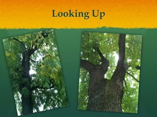 Looking Up
 