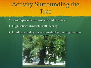 Activity Surrounding the
            Tree
 Some squirrels running around the base.

 High school students walk nearby.

 Loud cars and buses are constantly passing the tree.
 