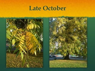 Late October
 