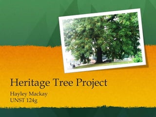 Heritage Tree Project
Hayley Mackay
UNST 124g
 