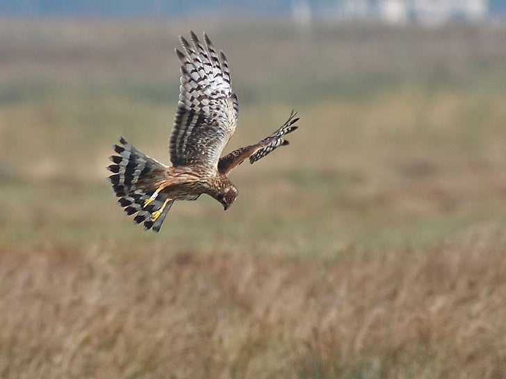 HERKEN de VOGEL deel 1 slideshare