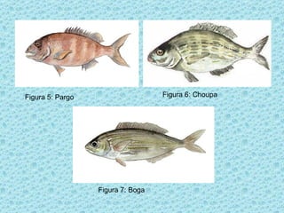 Figura 5: Pargo Figura 6: Choupa Figura 7: Boga 
