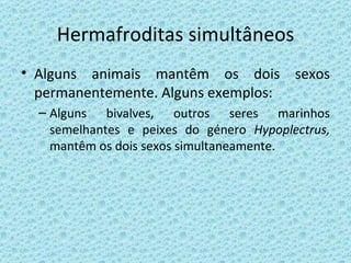 Hermafroditas simultâneos Alguns animais mantêm os dois sexos permanentemente. Alguns exemplos: Alguns bivalves, outros seres marinhos semelhantes e peixes do género  Hypoplectrus,  mantêm os dois sexos simultaneamente. 