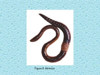 Figura 8: Minhoca 