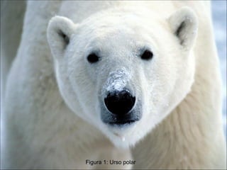 Figura 1: Urso polar 