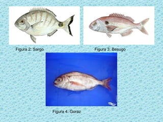 Figura 2: Sargo Figura 3: Besugo Figura 4: Goraz 