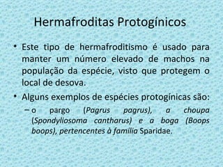 Hermafroditas Protogínicos  Este tipo de hermafroditismo é usado para manter um número elevado de machos na população da espécie, visto que protegem o local de desova. Alguns exemplos de espécies protogínicas são:  o pargo ( Pagrus pagrus), a choupa  ( Spondyliosoma cantharus) e a boga (Boops boops), pertencentes à família  Sparidae. 