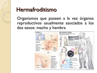 HermafroditismoHermafroditismo
Organismos que poseen a la vez órganos
reproductivos usualmente asociados a los
dos sexos: macho y hembra
 