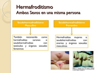 HermafroditismoHermafroditismo
Ambos Sexos en una misma personaAmbos Sexos en una misma persona
Seudohermafroditismo
Masculino
Hermafroditas mujeres o
seudohermafroditas con
ovarios y órganos sexuales
masculinos
También reconocido como
hermafroditas varones o
seudohermafroditas con
testículos y órganos sexuales
femeninos
Seudohermafroditismo
Femenino
 