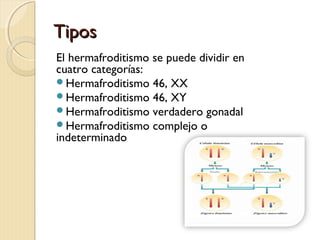 TiposTipos
El hermafroditismo se puede dividir en
cuatro categorías:
Hermafroditismo 46, XX
Hermafroditismo 46, XY
Hermafroditismo verdadero gonadal
Hermafroditismo complejo o
indeterminado
 