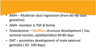 Amh Development Hermaphroditism | PPTX