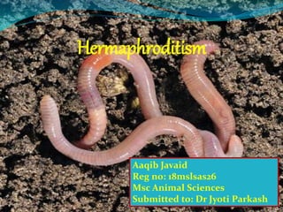 Hermaphroditism
Aaqib Javaid
Reg no: 18mslsas26
Msc Animal Sciences
Submitted to: Dr Jyoti Parkash
 