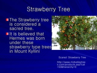 Strawberry Tree The Strawberry tree is considered a sacred tree. It is believed that Hermes was born under these strawberry type trees in  Mount Kyllini  Scared: Strawberry Tree http://www.midvalleytrees.com/products.asp?cat=53&hierarchy=0 