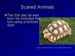 Scared Animals The first day he was born he invented the lyre using a tortoise shell http://ivorytortoise.com/price/description/african_spurred_tortoise.html   