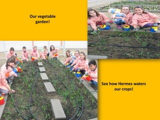 Our vegetable
garden!

See how Hermes waters
our crops!

 