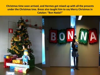 Christmas time soon arrived, and Hermes got mixed up with all the presents
under the Christmas tree. Brezo also taught him to say Merry Christmas in
Catalan: “Bon Nadal!”

 
