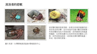 流浪者的悲歌
圖片來源：台灣環境資訊協會-環境資訊中心
寄居蟹的腹部相當柔軟，如果沒有東西遮蔽的話，
很容易受到攻擊。近年來海洋生態不斷受到破壞，
有寄居蟹因為找不到寄居殼，居然揹著垃圾瓶蓋
到處跑。在屏東海邊可以見到有些寄居蟹身上的
殼，居然是燈泡底座，或者被丟棄的寶特瓶蓋，
形成一股奇異的景象。
 