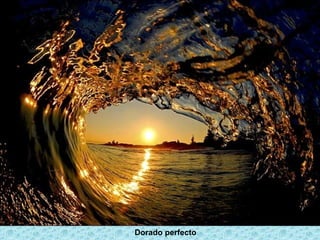Dorado perfecto
 