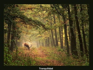Tranquilidad
 