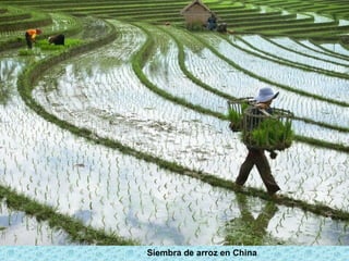 Siembra de arroz en China
 