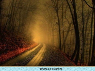 Bruma en el camino
 