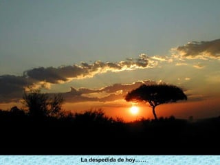 La despedida de hoy……
 