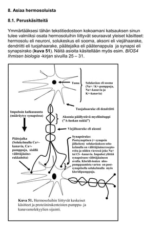 8. Asiaa hermosoluista
8.1. Peruskäsitteitä
Ymmärtääksesi tähän tekstitiedostoon kokoamani katsauksen sinun
tulee valmiiksi osata hermosoluihin liittyvät seuraavat yleiset käsitteet:
hermosolu eli neuroni, solukeskus eli sooma, aksoni eli viejähaarake,
dendriitti eli tuojahaarake, päätejalka eli päätenappula ja synapsi eli
synapsirako (kuva 51). Näitä asioita käsitellään myös esim. BIOS4
Ihmisen biologia -kirjan sivuilla 25 – 31.
Tuojahaarake eli dendriitti
Viejähaarake eli aksoni
Päätejalka
(Solukelmulla Ca+-
kanavia, Ca+-
pumppuja, sisällä
välittäjäaine-
rakkuloita)
Tuma Solukeskus eli sooma
(Na+ / K+-pumppuja,
Na+-kanavia ja
K+-kanavia)
Synapsirako:
Postsynaptisen (= synapsin
jälkeisen) solukeskuksen solu-
kelmulla on välittäjäaineresepto-
reita ja niiden vieressä joko Na+
tai Cl- -kanavia. Impulssi ylittää
synapsiraon välittäjäaineen
avulla. Kloridi-ionien ulos-
pumppaamista varten on post-
synaptisella solukelmulla myös
kloridipumppuja.
Impulssin kulkusuunta
(määräytyy synapsissa)
Kuva 51. Hermosoluihin liittyvät keskeiset
käsitteet ja proteiinirakenteisten pumppu- ja
kanavamolekyylien sijainti.
Aksonia päällystävä myeliinituppi
(”A-luokan nakki”)
 