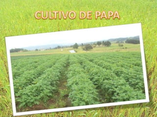 CULTIVO DE PAPA