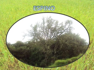 ESPINO