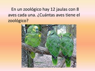    En un zoológico hay 12 jaulas con 8 aves cada una. ¿Cuántas aves tiene el zoológico?