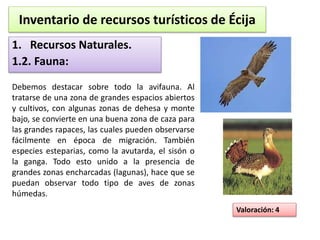 Inventario de recursos turísticos de Écija 
1. Recursos Naturales. 
1.2. Fauna: 
Debemos destacar sobre todo la avifauna. Al 
tratarse de una zona de grandes espacios abiertos 
y cultivos, con algunas zonas de dehesa y monte 
bajo, se convierte en una buena zona de caza para 
las grandes rapaces, las cuales pueden observarse 
fácilmente en época de migración. También 
especies esteparias, como la avutarda, el sisón o 
la ganga. Todo esto unido a la presencia de 
grandes zonas encharcadas (lagunas), hace que se 
puedan observar todo tipo de aves de zonas 
húmedas. 
Valoración: 4 
 