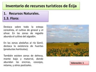 Inventario de recursos turísticos de Écija 
1. Recursos Naturales. 
1.3. Flora: 
Destaca sobre todo la estepa 
cerealista, el cultivo de girasol y el 
olivar. En las zonas de regadío 
abunda el cultivo del algodón. 
En las zonas aledañas al río Genil, 
destaca la existencia de huertas 
(productos hortícolas). 
También existen zonas de dehesa, 
monte bajo y matorral, donde 
abundan las encinas, coscojas, 
retama, y otros pastizales. 
Valoración: 1 
 