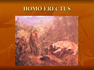 HOMO ERECTUS 